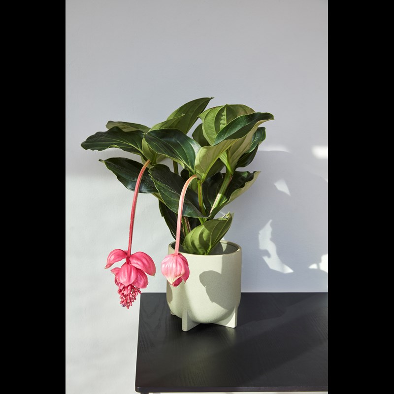 Hübsch Urtepotter sæt 2 stk.  L. Grøn 4