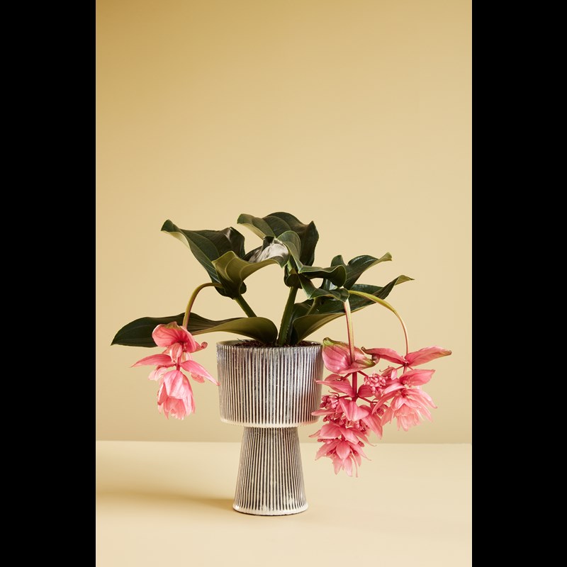 Hübsch Urtepotter sæt 2 stk. Creme/Sort 6