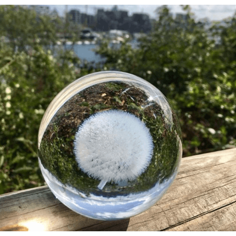 Kasia Lilja Krystalkugle Mælkebøtte Transparent 6