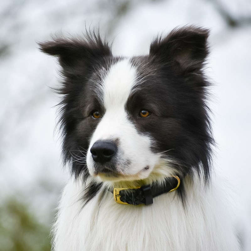 Leather by Beth Hundehalsbånd Maxiflet Sort/sølv Str M 8