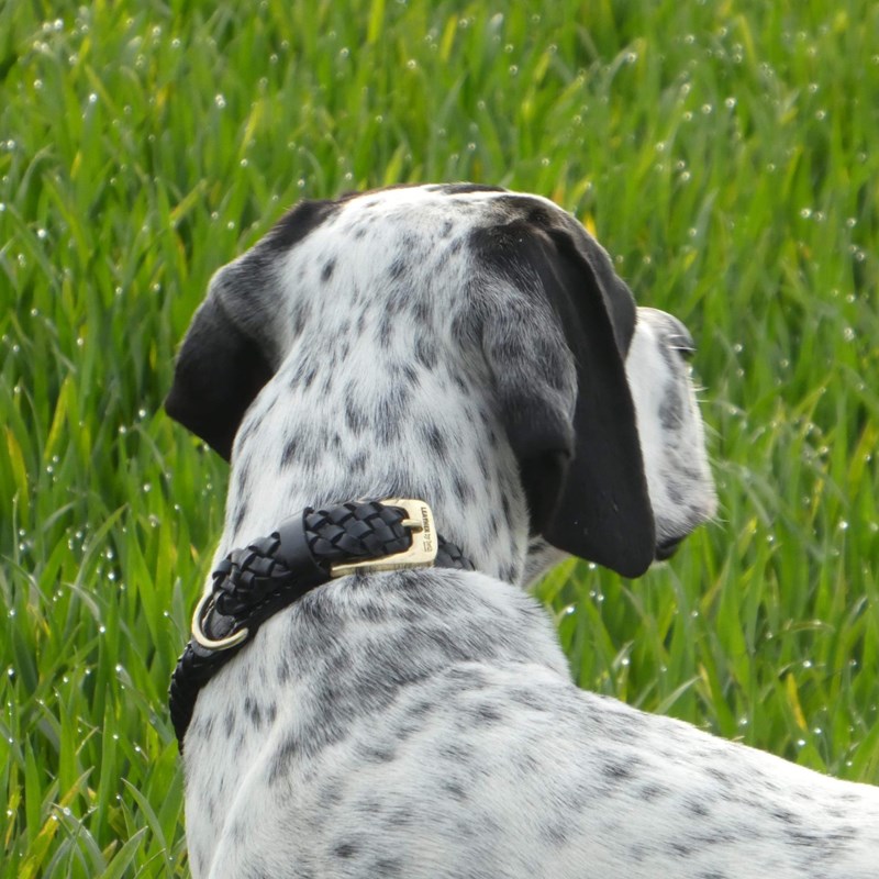 Leather by Beth Hundehalsbånd Maxiflet Sort/sølv Str M 7