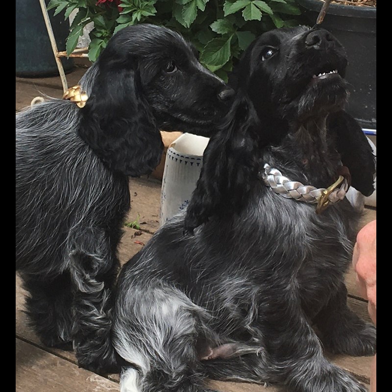 Leather by Beth Hundehalsbånd Miniflet Sølv Str S 9